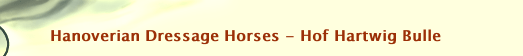 Hanoverian Dressage Horses - Hof Hartwig Bulle